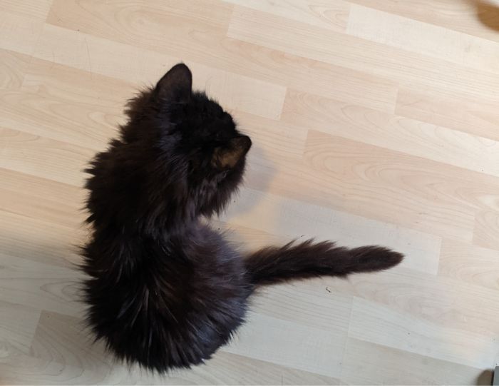A old black cat sitting on the floor