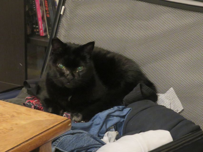 A black cat in suitcase