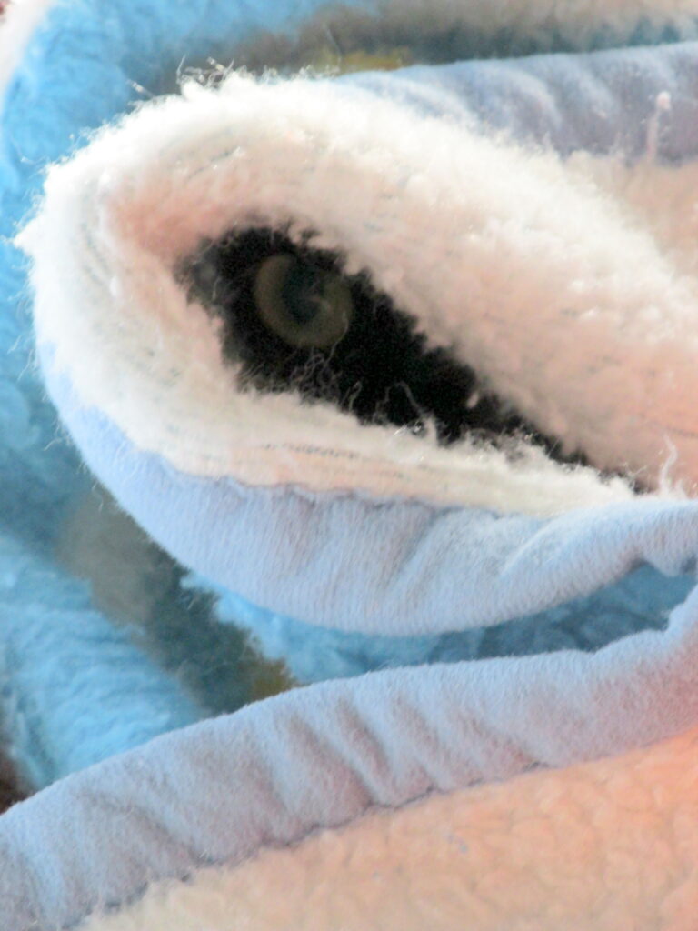 Antares the cat hiding in a blanket